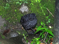 Myophonus borneensis