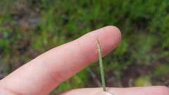 Eleocharis robbinsii