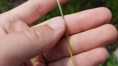 Eleocharis robbinsii