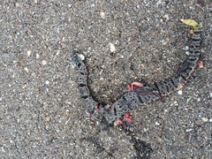 Crotalus lepidus klauberi