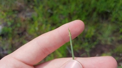 Eleocharis robbinsii