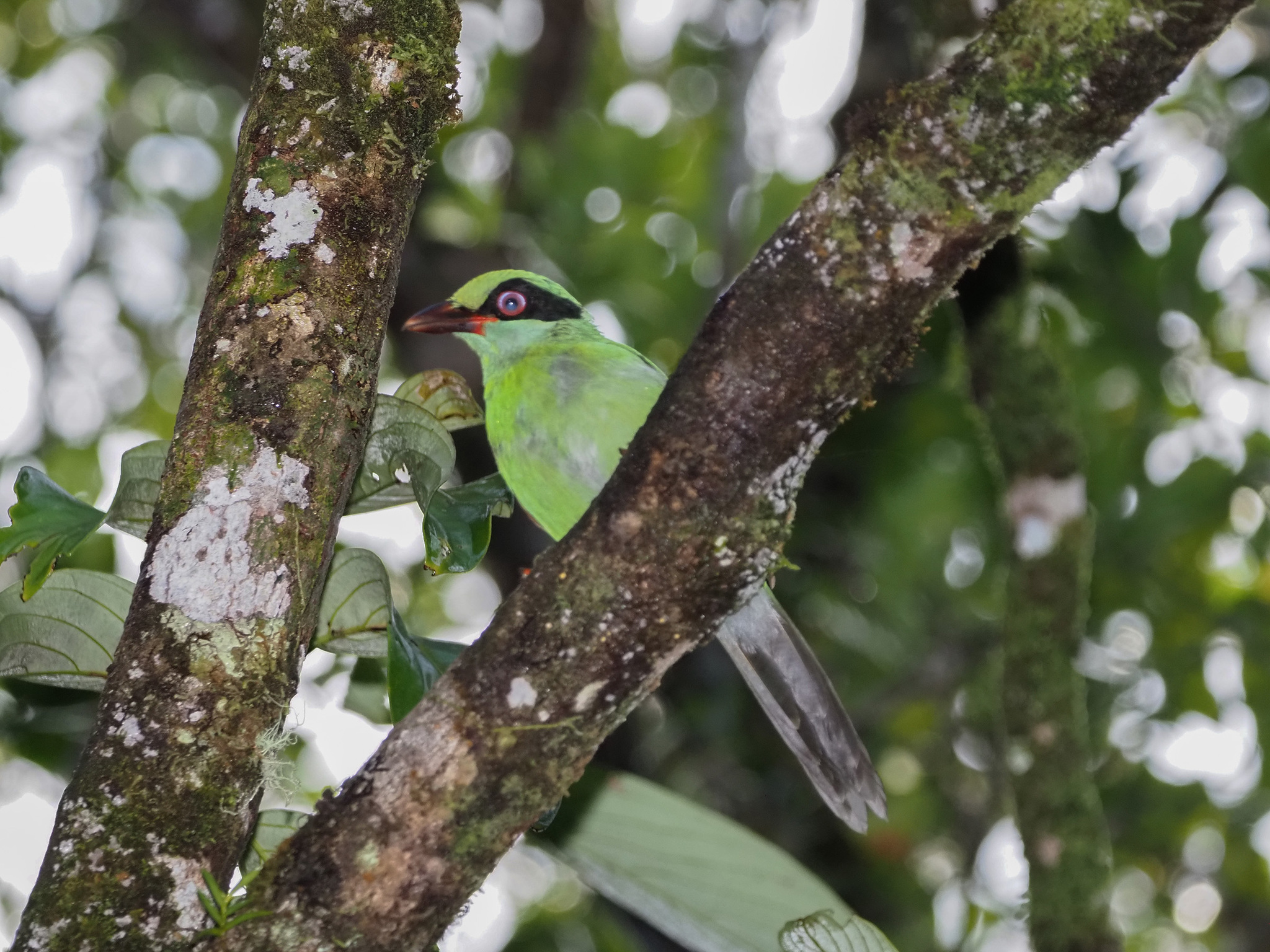 Bornean Green-Magpie illustration