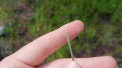 Eleocharis robbinsii