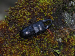 Serrognathus thoracicus