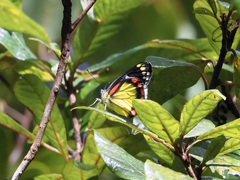 Delias eumolpe