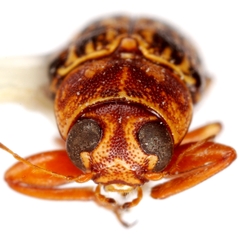 Pachybrachis sanrita