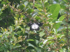 Delias eumolpe