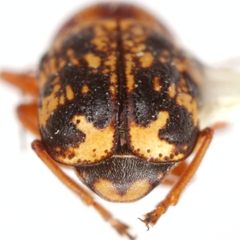 Pachybrachis sanrita