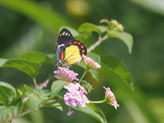 Delias eumolpe