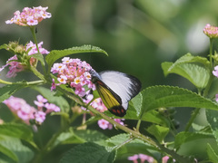 Delias eumolpe
