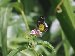 Delias eumolpe