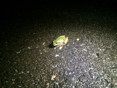 Hyla wrightorum