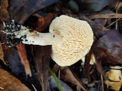 Hydnum crocidens
