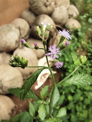 Cyanthillium