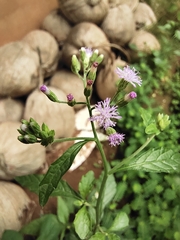 Cyanthillium