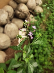 Cyanthillium