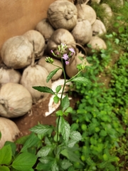 Cyanthillium