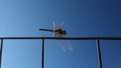 Sympetrum semicinctum