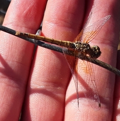 Sympetrum semicinctum