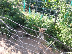 Sympetrum semicinctum