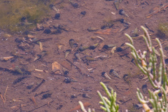 Cerithideopsis californica