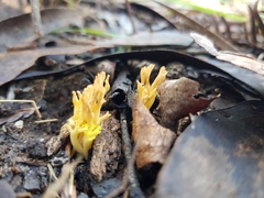 Ramaria lorithamnus