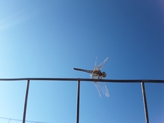 Sympetrum semicinctum