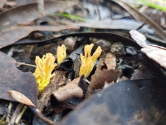 Ramaria lorithamnus