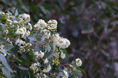 Eucalyptus paniculata