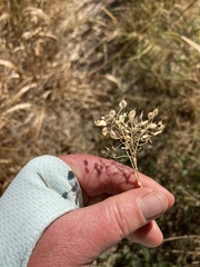 Lepidium chalepense