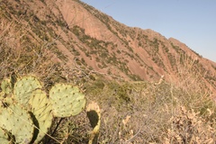 Opuntia chisosensis