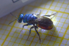 Hedychrum gerstaeckeri