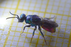 Hedychrum gerstaeckeri