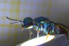 Hedychrum gerstaeckeri