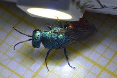 Hedychrum gerstaeckeri