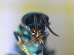 Hedychrum gerstaeckeri