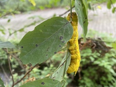 Clanis bilineata