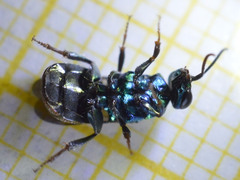 Hedychrum gerstaeckeri