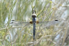 Libellula composita