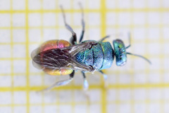 Hedychrum gerstaeckeri