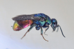 Hedychrum gerstaeckeri