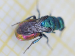 Hedychrum gerstaeckeri