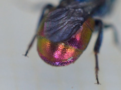 Hedychrum gerstaeckeri