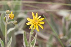 Arnica chamissonis incana