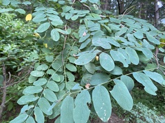 Clanis bilineata