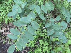 Clanis bilineata