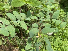 Clanis bilineata