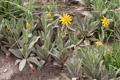 Arnica chamissonis incana