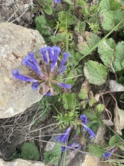 Dracocephalum rupestre