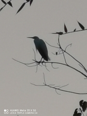 Egretta garzetta